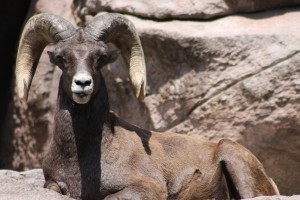 Bighorn Sheep